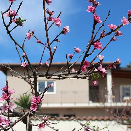 Residenza Anna Calabria Bed & Breakfast Briatico Bagian luar foto
